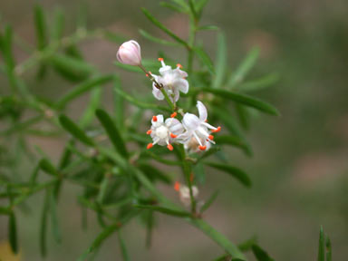 APII jpeg image of Asparagus aethiopicus  © contact APII