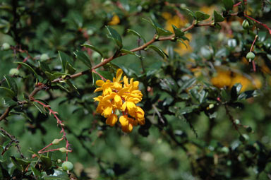 APII jpeg image of Berberis darwinii  © contact APII