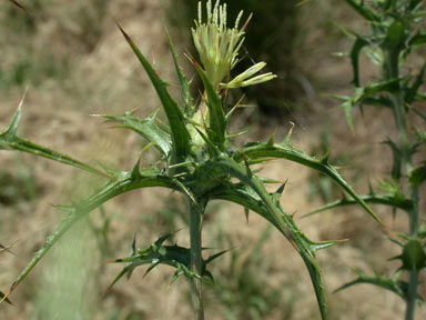 APII jpeg image of Carthamus lanatus  © contact APII