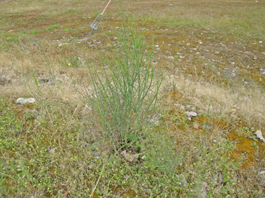 APII jpeg image of Chondrilla juncea  © contact APII