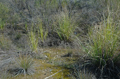 APII jpeg image of Cortaderia sp.  © contact APII