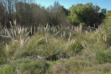 APII jpeg image of Cortaderia sp.  © contact APII