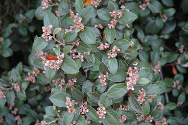 APII jpeg image of Cotoneaster franchetii  © contact APII