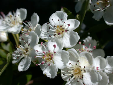 APII jpeg image of Crataegus monogyna  © contact APII