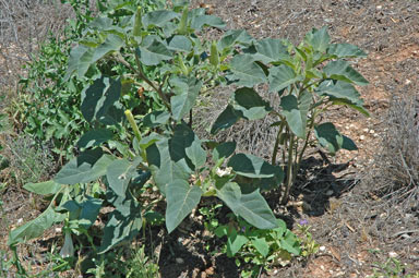 APII jpeg image of Datura inoxia  © contact APII