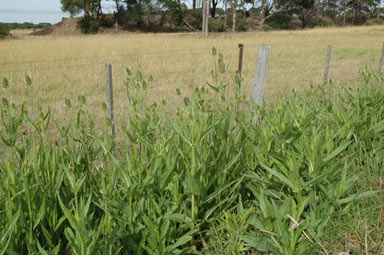 APII jpeg image of Dipsacus fullonum  © contact APII