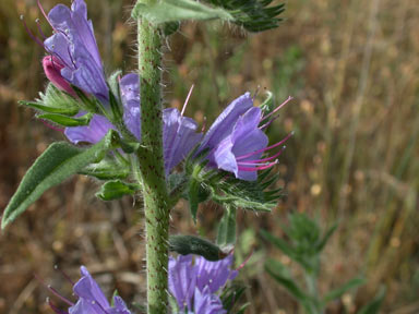 APII jpeg image of Echium vulgare  © contact APII