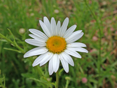 APII jpeg image of Leucanthemum vulgare  © contact APII