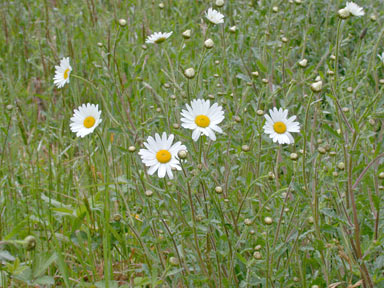 APII jpeg image of Leucanthemum vulgare  © contact APII