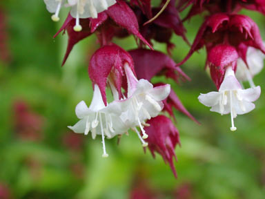 APII jpeg image of Leycesteria formosa  © contact APII