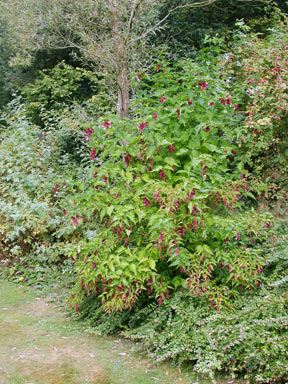 APII jpeg image of Leycesteria formosa  © contact APII