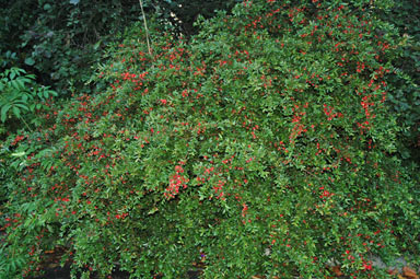 APII jpeg image of Ochna serrulata  © contact APII