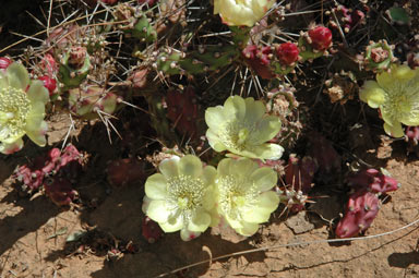 APII jpeg image of Opuntia aurantiaca  © contact APII