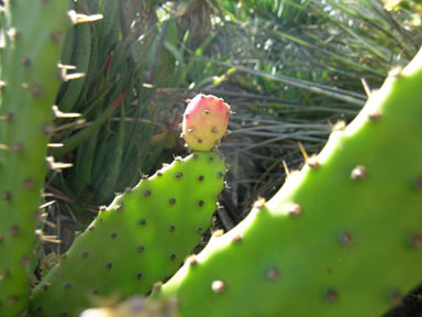 APII jpeg image of Opuntia schickendantzii  © contact APII