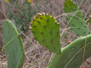 APII jpeg image of Opuntia stricta  © contact APII