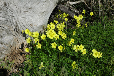 APII jpeg image of Oxalis pes-caprae  © contact APII