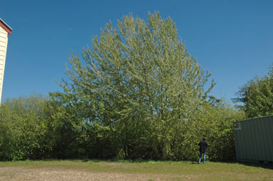 APII jpeg image of Populus alba  © contact APII