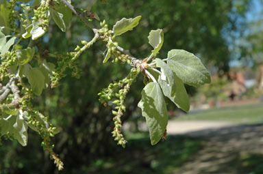 APII jpeg image of Populus alba  © contact APII