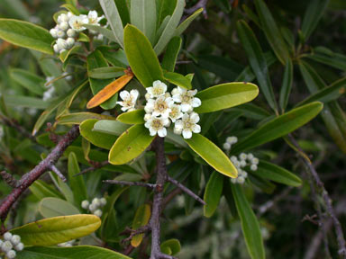 APII jpeg image of Pyracantha angustifolia  © contact APII