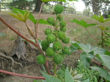 APII jpeg image of Ricinus communis  © contact APII