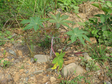 APII jpeg image of Ricinus communis  © contact APII