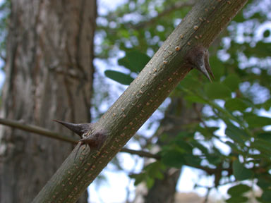 APII jpeg image of Robinia pseudoacacia  © contact APII