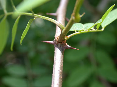 APII jpeg image of Robinia pseudoacacia  © contact APII