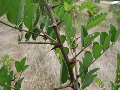 APII jpeg image of Robinia pseudoacacia  © contact APII