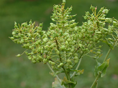 APII jpeg image of Lepidium draba  © contact APII