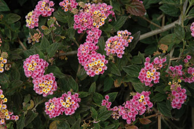 APII jpeg image of Lantana camara  © contact APII