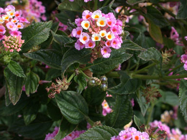 APII jpeg image of Lantana camara  © contact APII