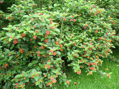 APII jpeg image of Lantana camara  © contact APII