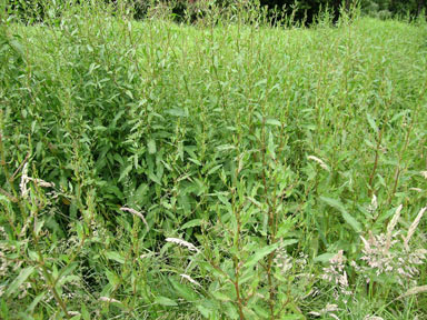 APII jpeg image of Rumex conglomeratus  © contact APII