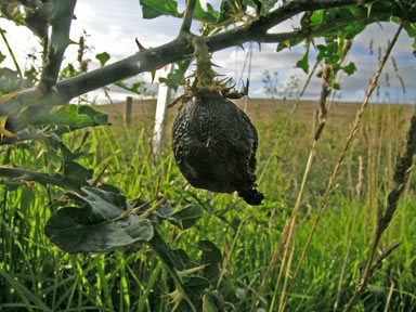 APII jpeg image of Solanum linnaeanum  © contact APII