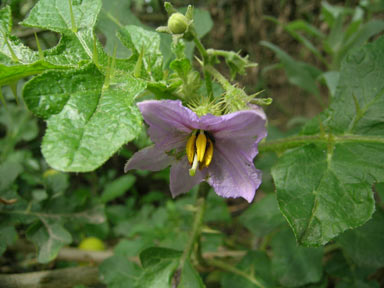 APII jpeg image of Solanum linnaeanum  © contact APII