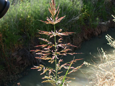 APII jpeg image of Sorghum halepense  © contact APII