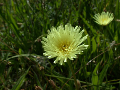 APII jpeg image of Urospermum dalechampii  © contact APII