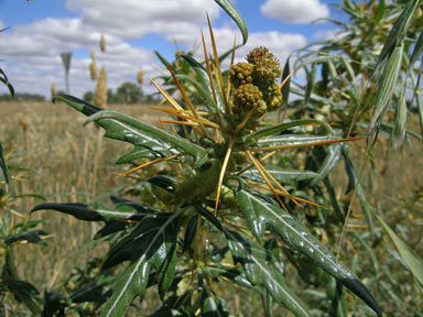 APII jpeg image of Xanthium spinosum  © contact APII