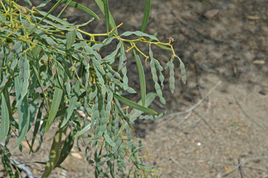 APII jpeg image of Acacia longifolia subsp. longifolia  © contact APII