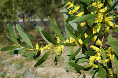 APII jpeg image of Acacia longifolia subsp. sophorae  © contact APII