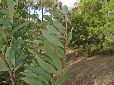 APII jpeg image of Acacia prominens  © contact APII