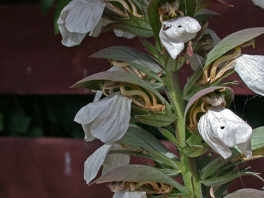 APII jpeg image of Acanthus mollis  © contact APII