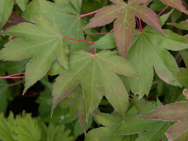 APII jpeg image of Acer palmatum  © contact APII