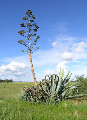 APII jpeg image of Agave americana  © contact APII