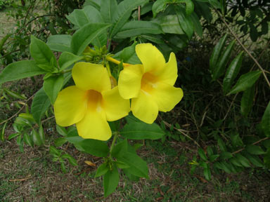 APII jpeg image of Allamanda neriifolia  © contact APII