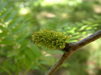 APII jpeg image of Gleditsia triacanthos 'Sunburst'  © contact APII