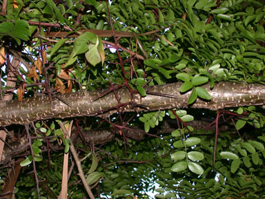 APII jpeg image of Gleditsia triacanthos  © contact APII