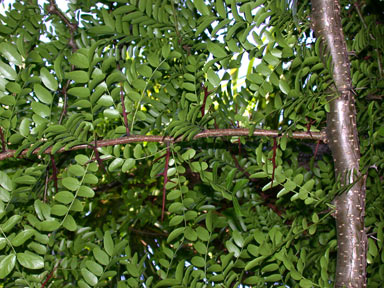 APII jpeg image of Gleditsia triacanthos  © contact APII