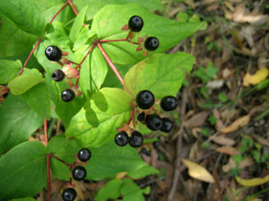 APII jpeg image of Hypericum androsaemum  © contact APII