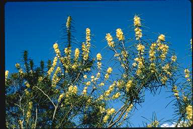 APII jpeg image of Hakea recurva subsp. recurva  © contact APII